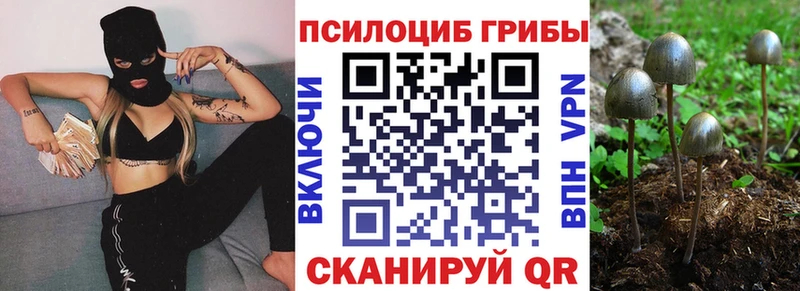 Купить где  Суджа  Галлюциногенные грибы Cubensis 